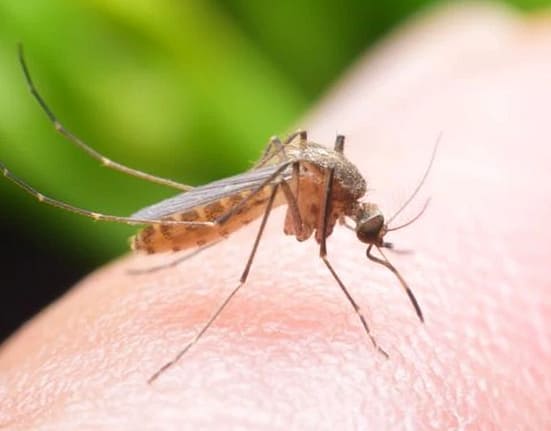 Boli tropicale extrem de grave, transmise de ţânţari, sunt pe cale să devină endemice în Europa. Peste 300 de cazuri în 2024