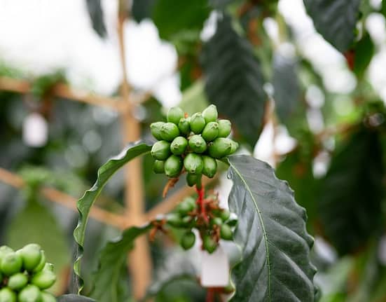 Cafeaua dezvoltată în Franța, cultivată în Mexic și băută în România