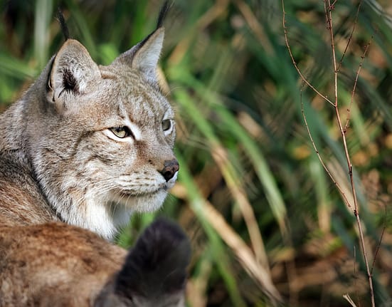 Apel neobișnuit: O grădină zoologică cere „donarea” animalelor de companie nedorite, pentru hrănirea prădătorilor