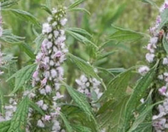 Talpa Gâștei, planta minune care calmează nu doar oamenii, ci și animalele