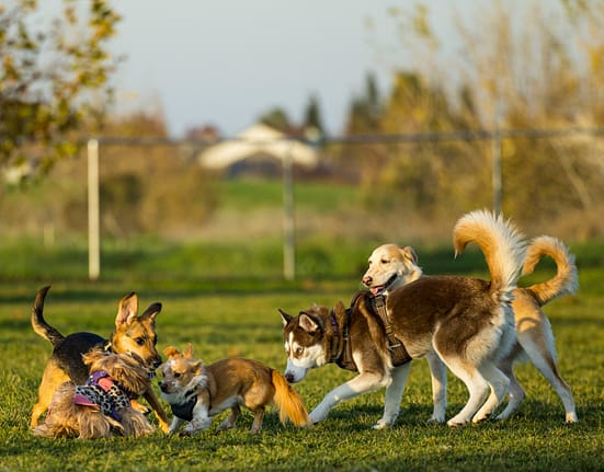 Avertisment pentru stăpânii de câini: aceste rase iubite riscă probleme grave de sănătate. Explicațiile unui medic veterinar