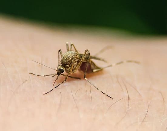 Virusul West Nile în România: 30 de cazuri de infecție, vârstnicii rămân cei mai vulnerabili