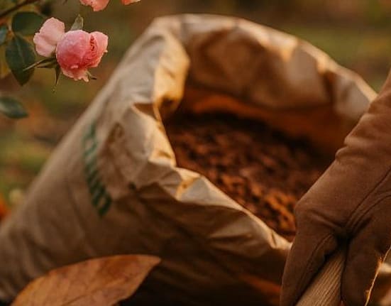 Trandafiri spectaculoși în 2026: Iată 3 lucruri esențiale de făcut în noiembrie