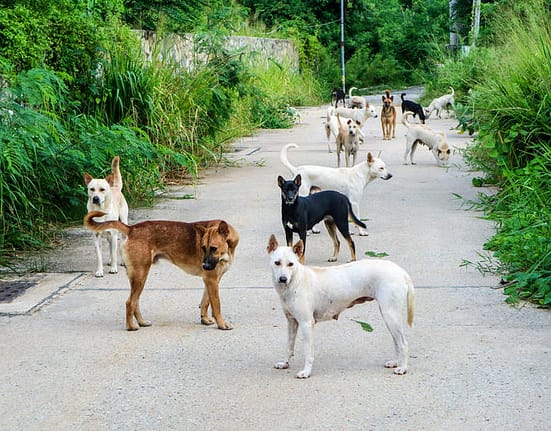 Atacul unei haite de câini, principala ipoteză în cazul morții unei femei din Vaslui