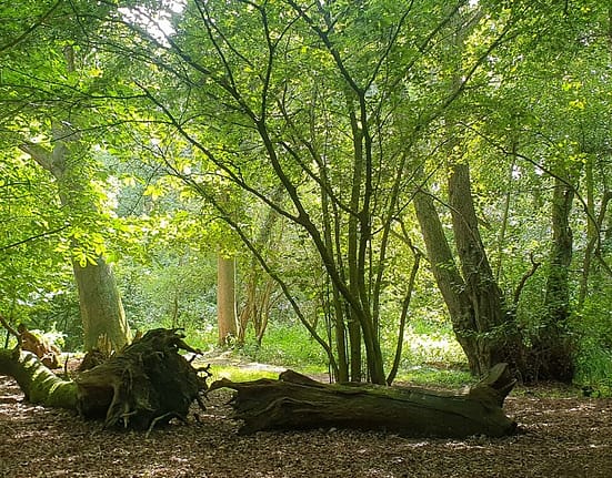 Animalul care reapare în Europa după 400 de ani de absență: surprins în timp ce își construia adăpostul și strângea provizii pentru iarnă