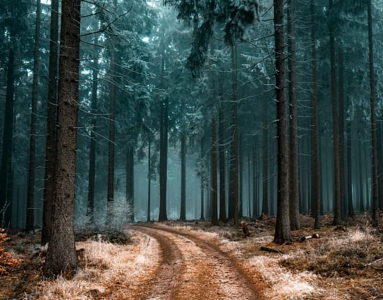 VIDEO Un animal misterios a fost văzut în pădurile României: autoritățile încearcă să găsească o explicație