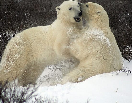 Urșii polari își modifică ADN-ul pentru a se adapta la încălzirea globală. Descoperirea făcută în Groenlanda