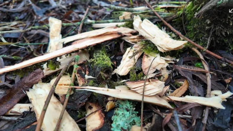 Bucăți de lemn adunate de castor FOTO: captura video