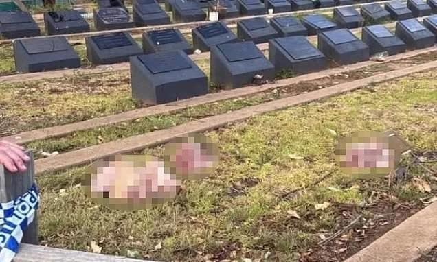 Capete de porc aruncate pe morminte musulmane în Sydney FOTO: X/ @DailyMail